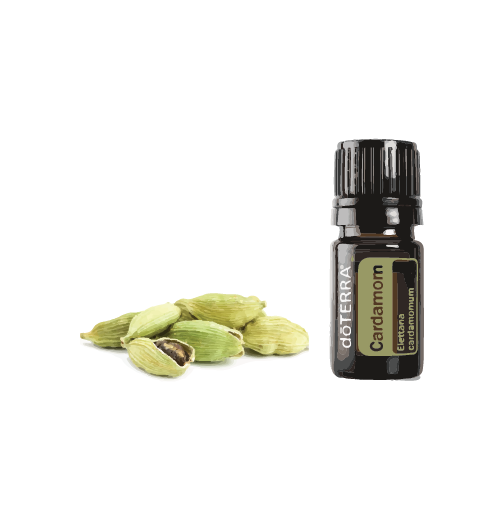 Cardamom PNG Free File Download