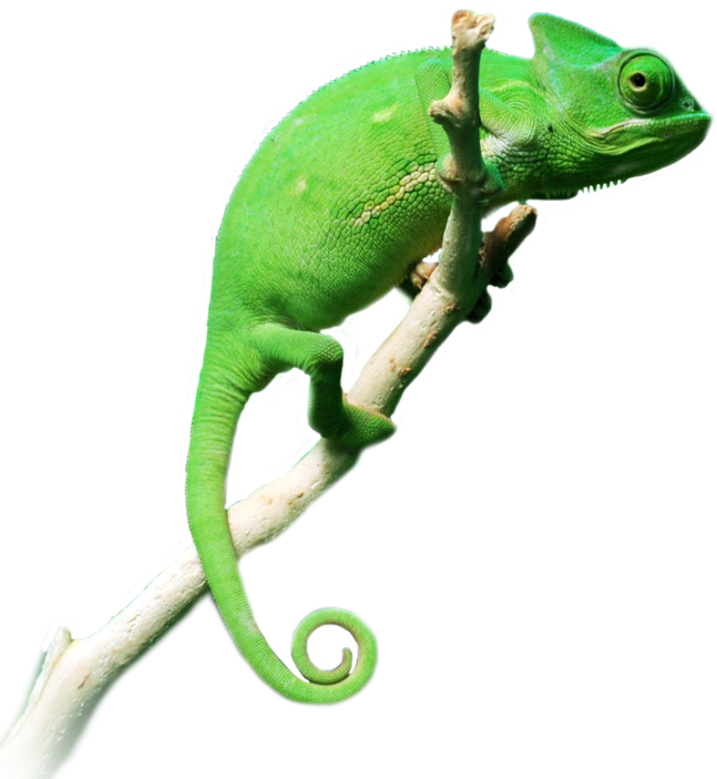 Chameleon Background PNG Image