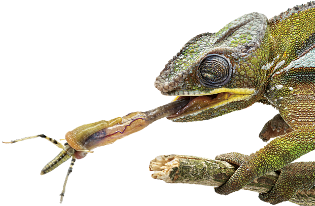 Chameleon Eating PNG Clipart Background