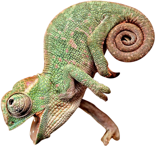 Chameleon PNG Clipart Background