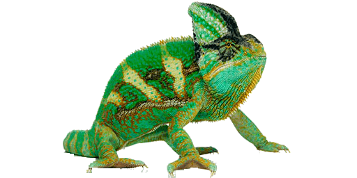 Chameleon PNG Free File Download