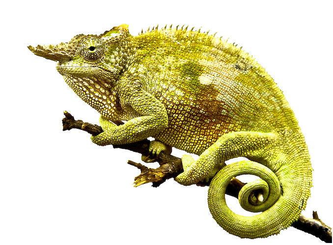 Chameleon PNG HD Quality