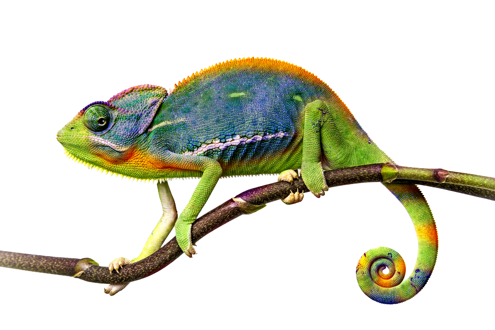 Chameleon Sitting Background PNG Image