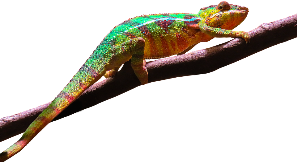 Chameleon Sitting PNG HD Quality