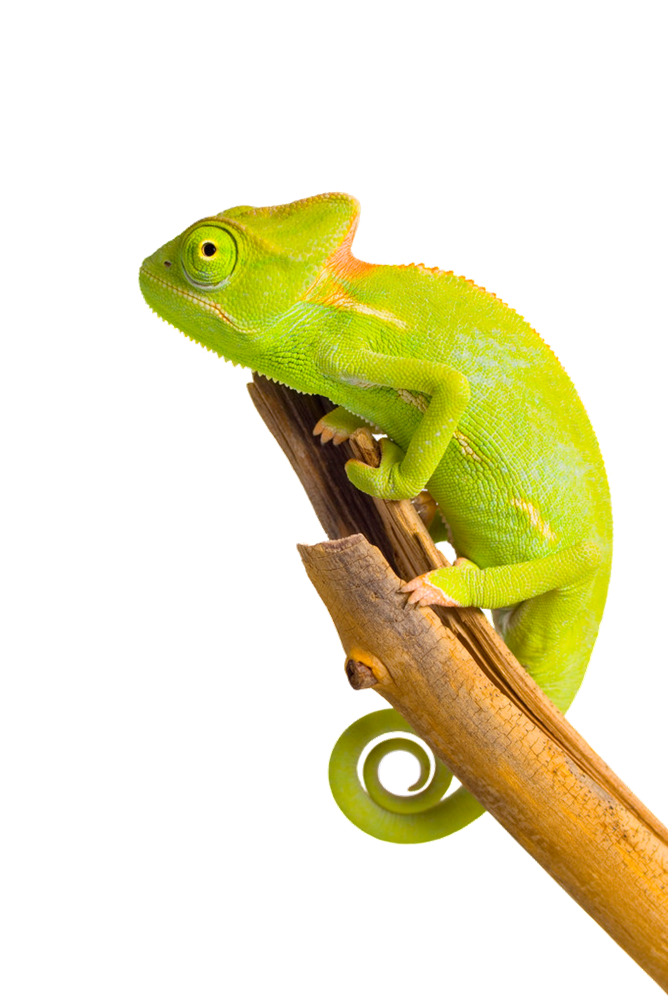 Chameleon Sitting Transparent PNG