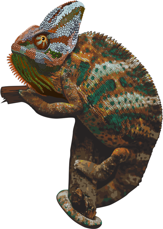 Chameleon Transparent Free PNG