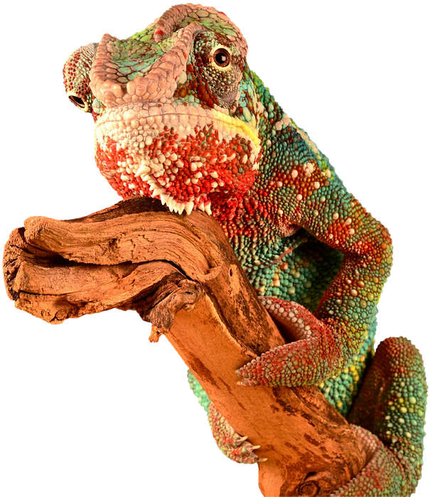 Chameleon Transparent Image