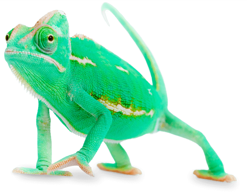Chameleon Transparent Images