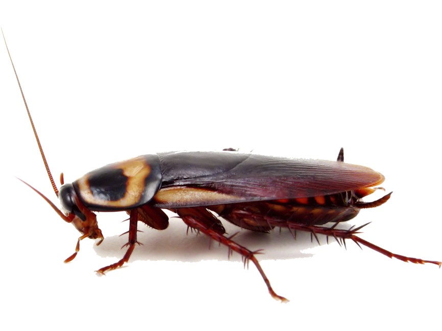 Cockroach Background PNG Image