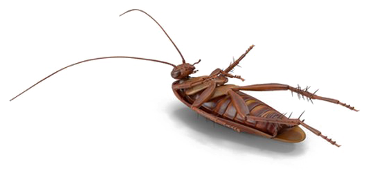 Cockroach Bug Background PNG Image
