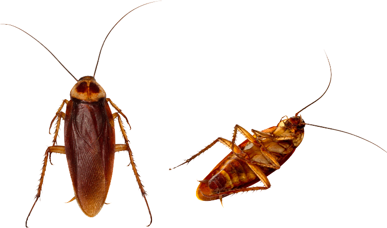 Cockroach Bug Download Free PNG