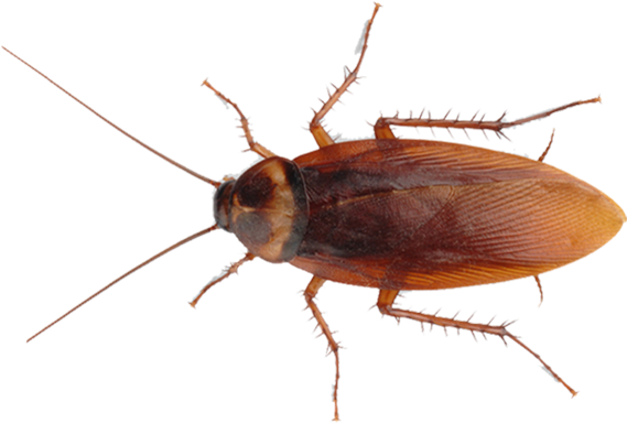 Cockroach Bug Free PNG