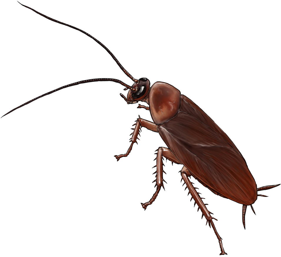 Cockroach Bug PNG Clipart Background