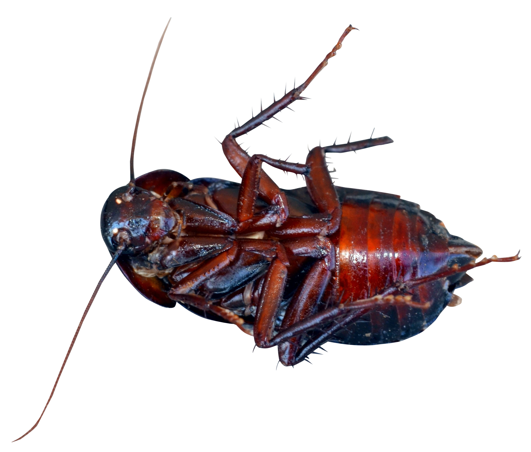 Cockroach Bug PNG HD Quality