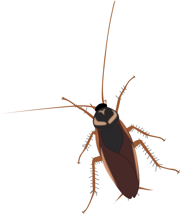 Cockroach Bug Transparent File