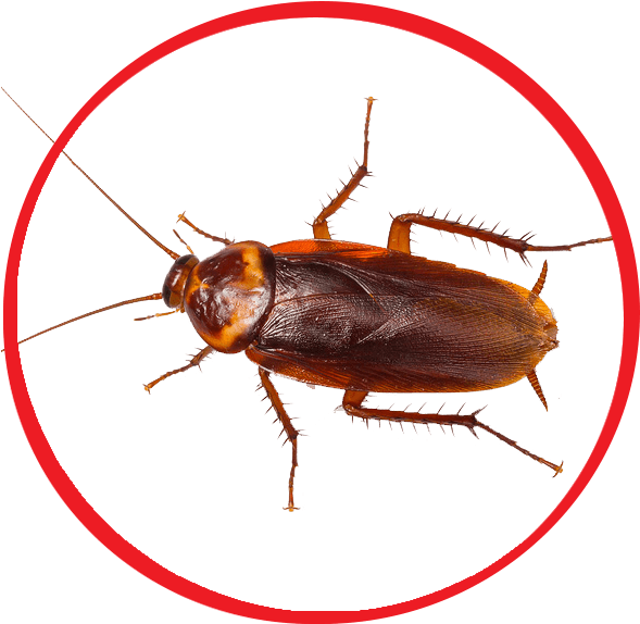 Cockroach Bug Transparent Free PNG