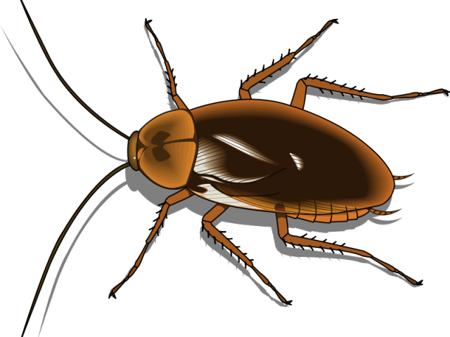 Cockroach Bug Transparent Images