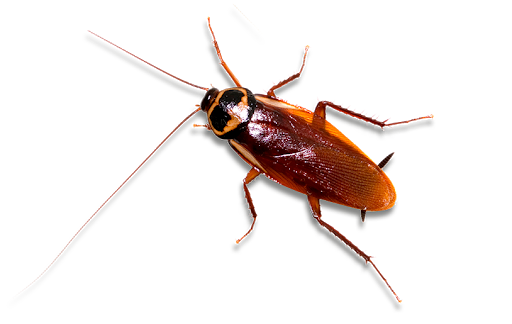 Cockroach Download Free PNG