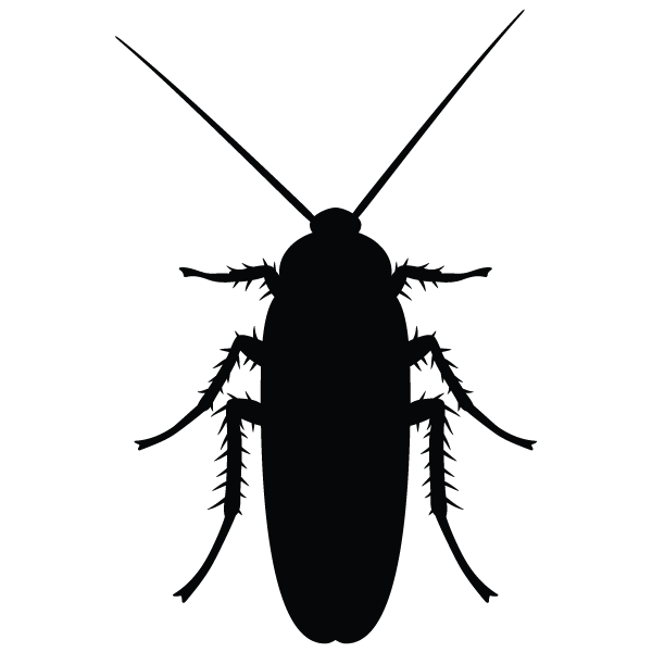 Cockroach Icon Transparent Background