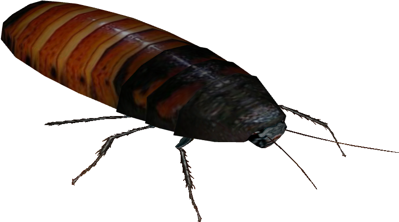 Cockroach Insect Background PNG Image