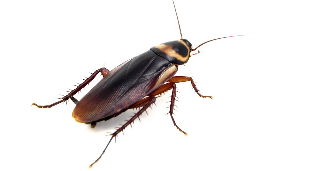 Cockroach Insect Download Free PNG