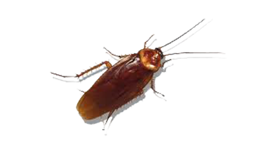 Cockroach Insect Free PNG