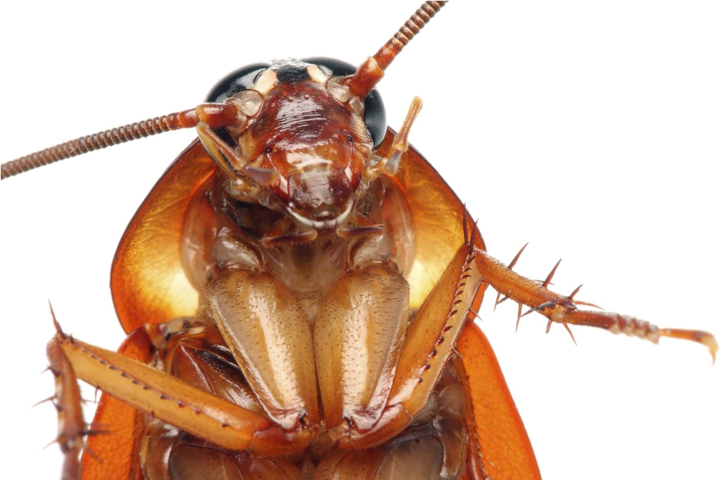 Cockroach Insect PNG Clipart Background