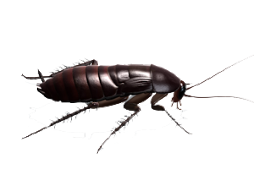 Cockroach Insect PNG HD Quality