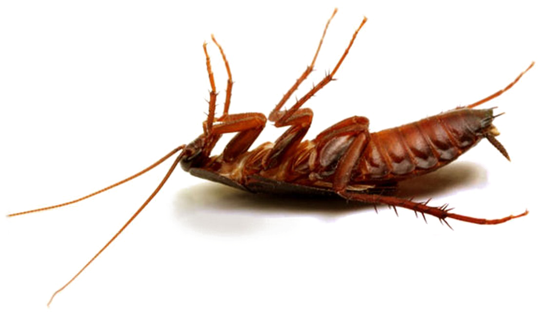 Cockroach Insect Transparent Background
