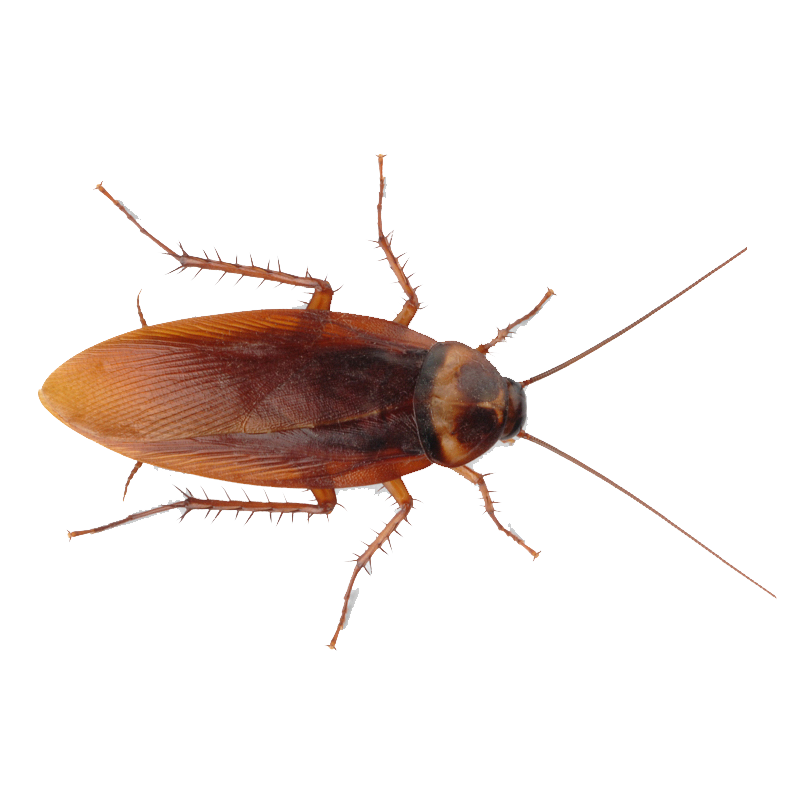 Cockroach Insect Transparent Images