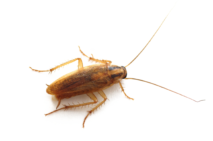 Cockroach No Background