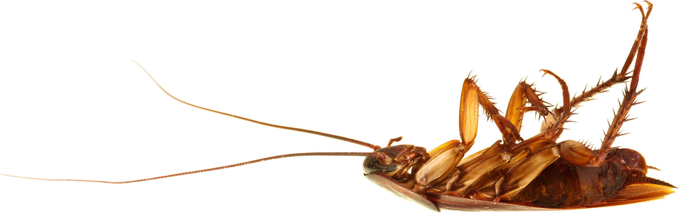 Cockroach PNG Background