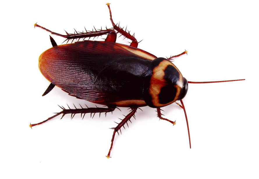 Cockroach PNG Clipart Background