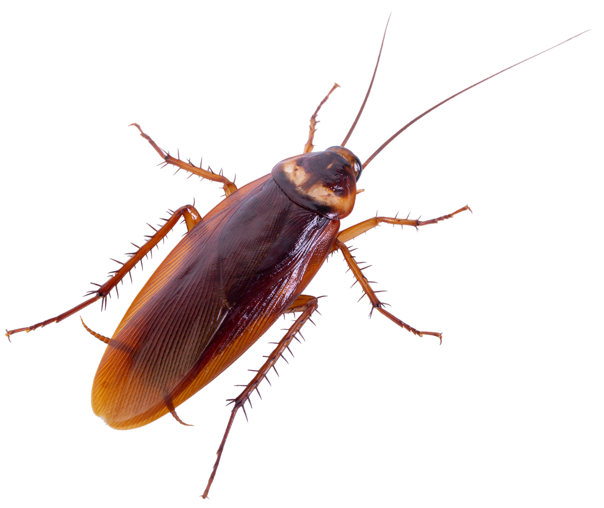 Cockroach PNG Free File Download