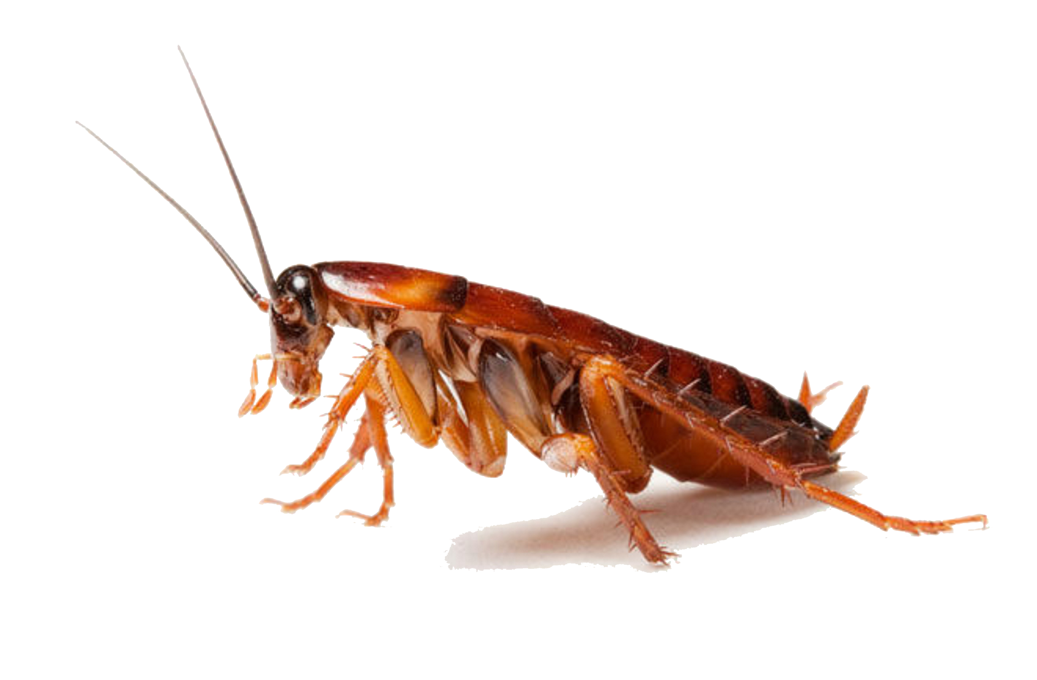 Cockroach PNG Images HD
