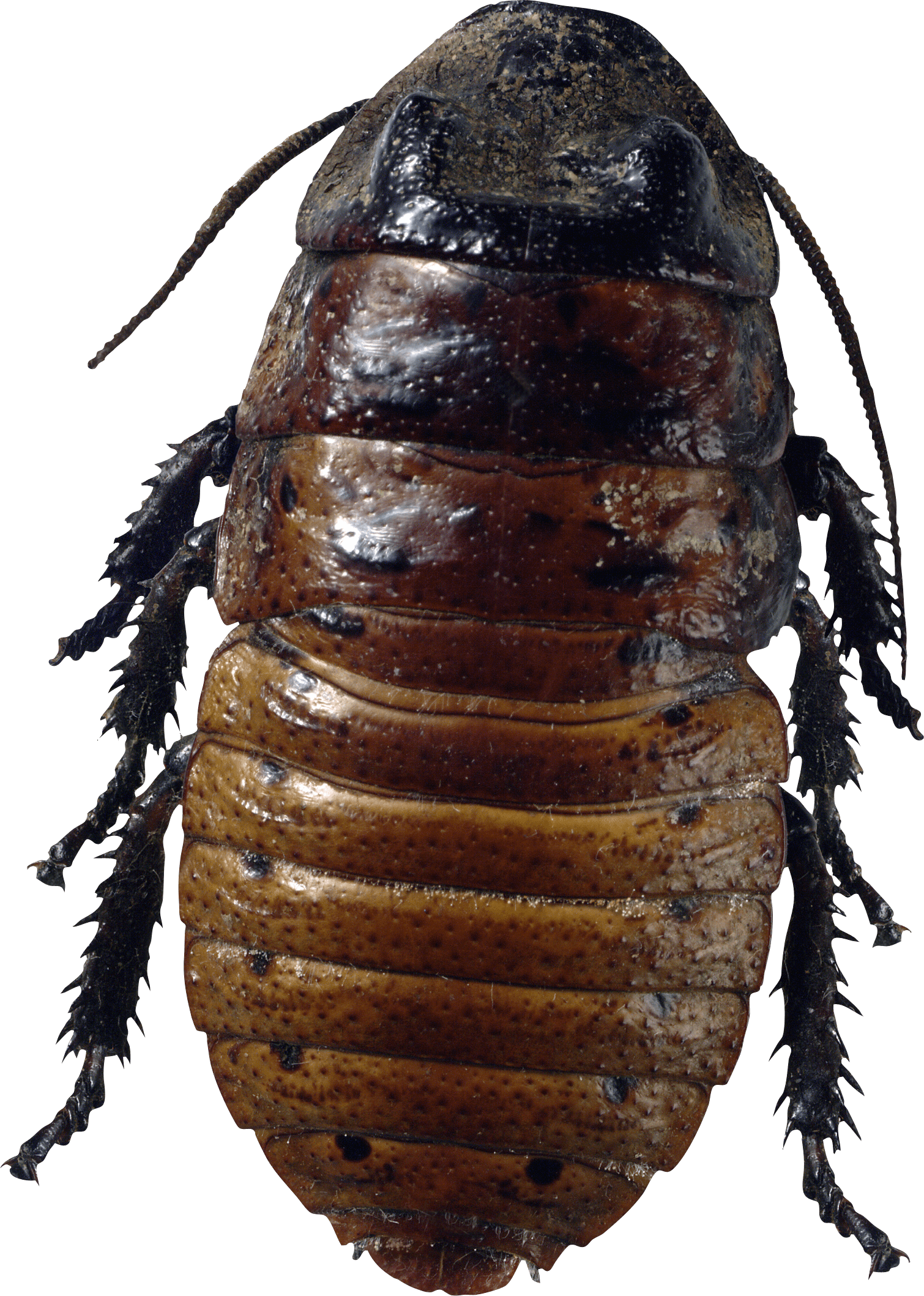 Cockroach PNG Photos