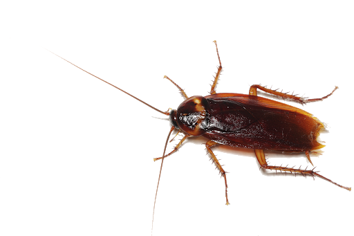 Cockroach Transparent Background