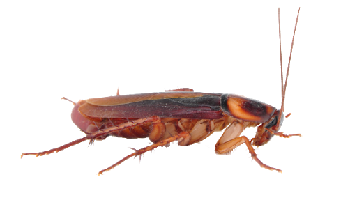 Cockroach Transparent Free PNG