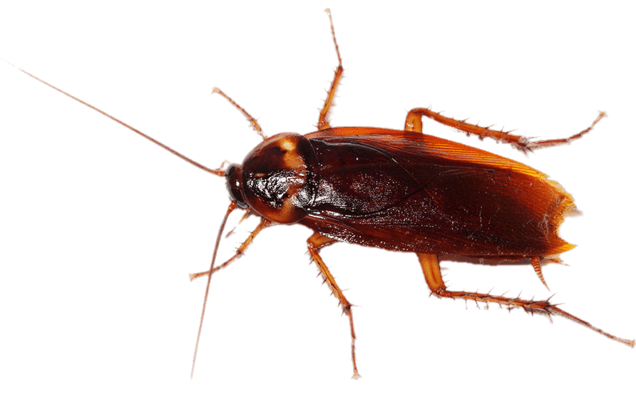 Cockroach Transparent Image
