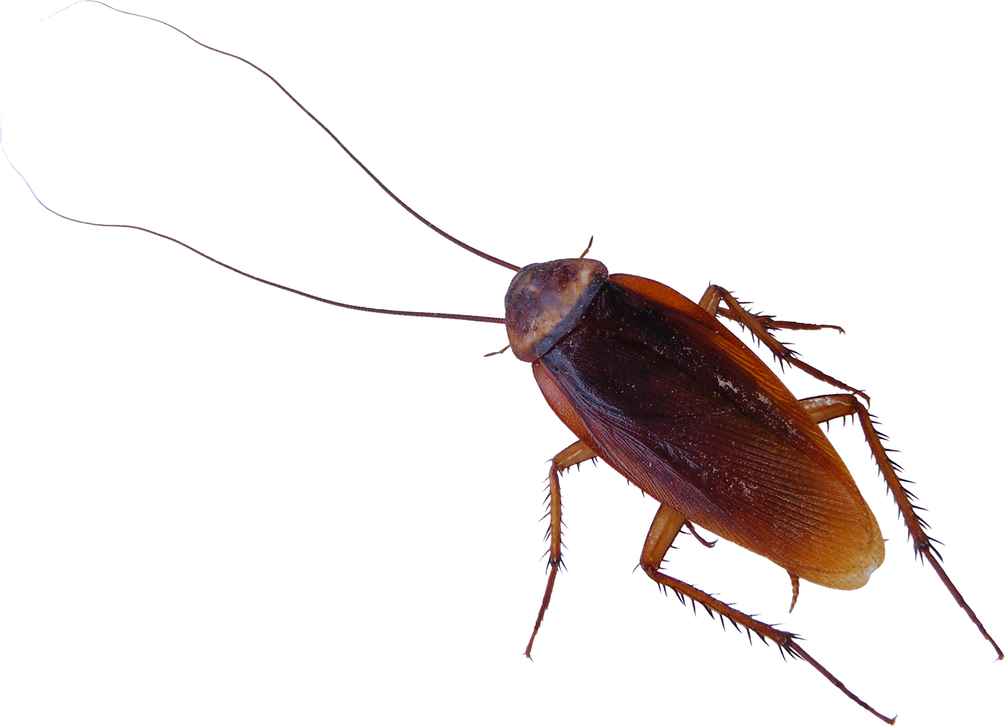 Cockroach Transparent Images