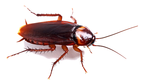 Cockroach Transparent PNG