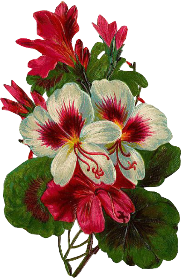 Congratulation Flower PNG Clipart Background