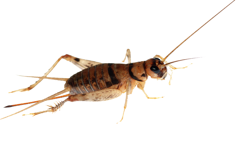 Cricket Insect Background PNG Image