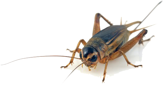 Cricket Insect Free PNG