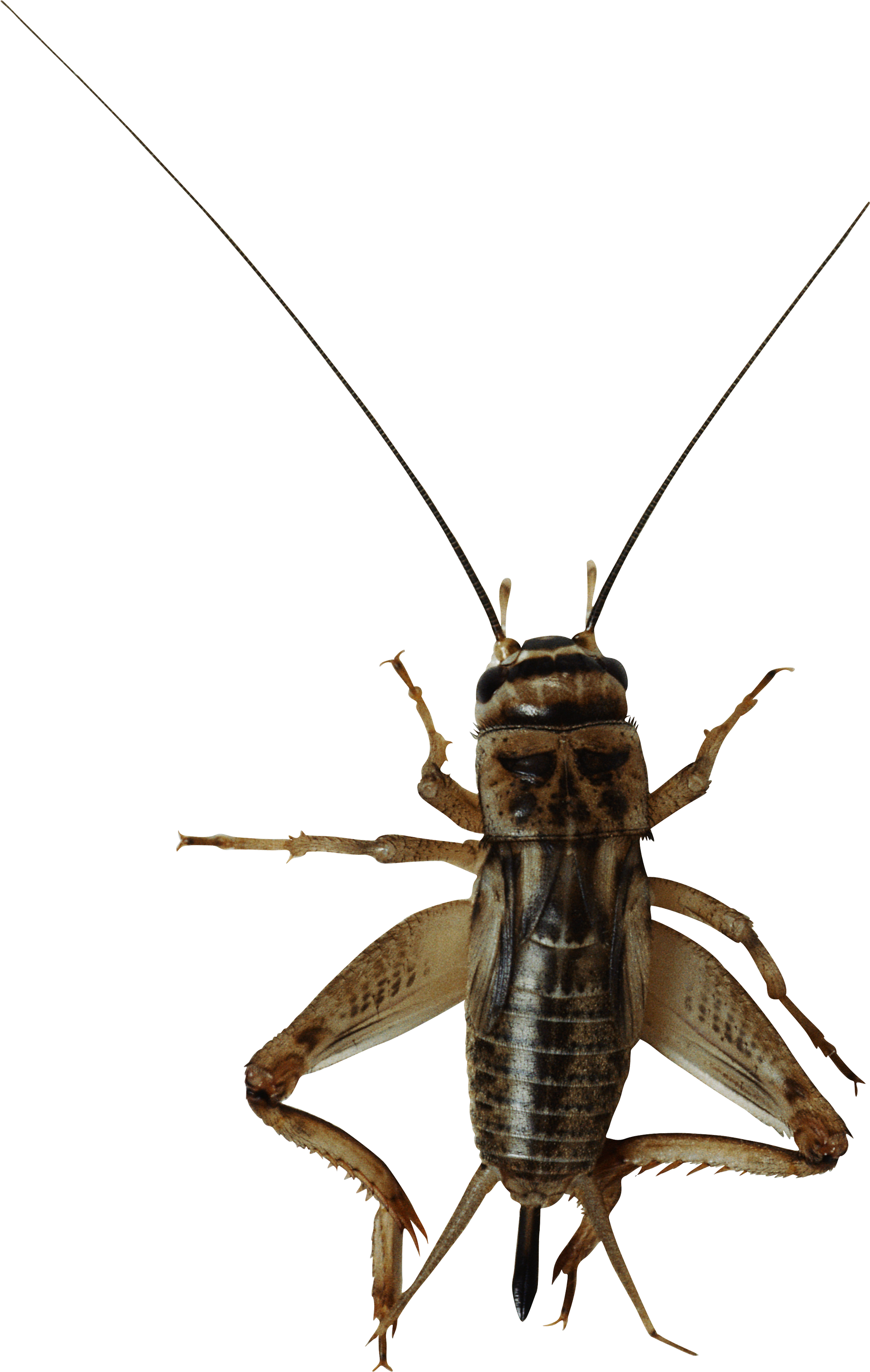 Cricket Insect PNG Background