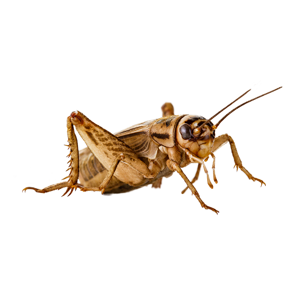 Cricket Insect PNG Free File Download