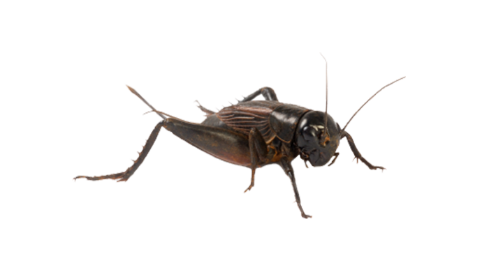 Cricket Insect PNG HD Quality