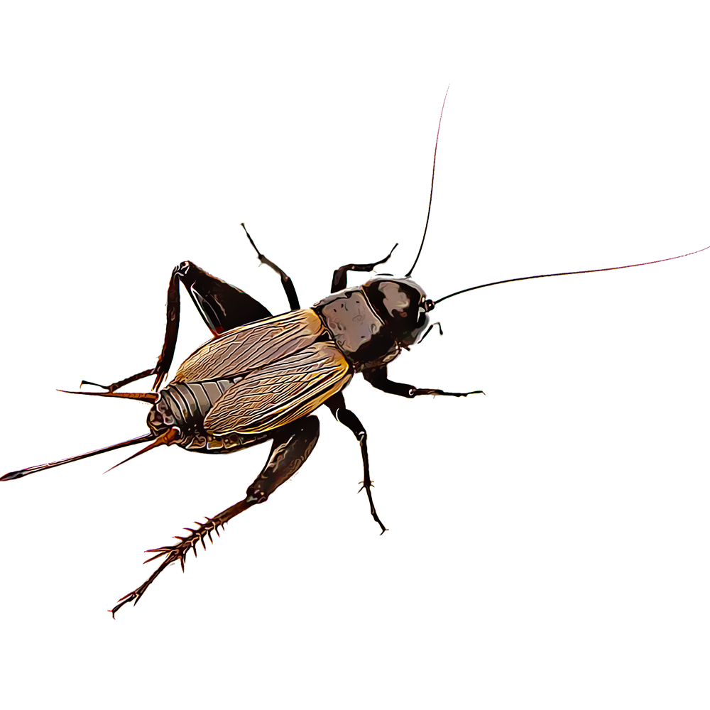 Cricket Insect PNG Images HD