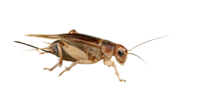 Cricket Insect PNG Photo Image