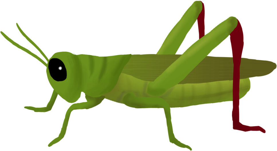 Cricket Insect PNG Photos